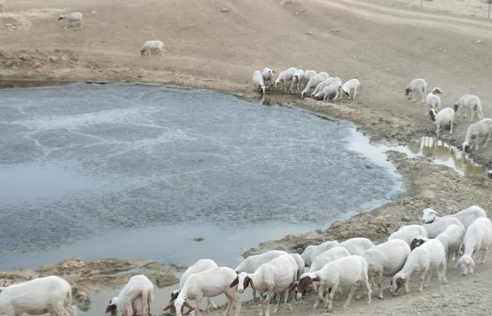 „Die Ziegen müssen Schlamm trinken, sie verdursten wegen der Dürre in Sizilien“