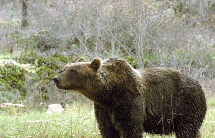 Provinz-Sicherheitskampagne im Trentino beginnt: Fünftausend Schilder zur Meldung von „Bärengebieten“ – Nachrichten