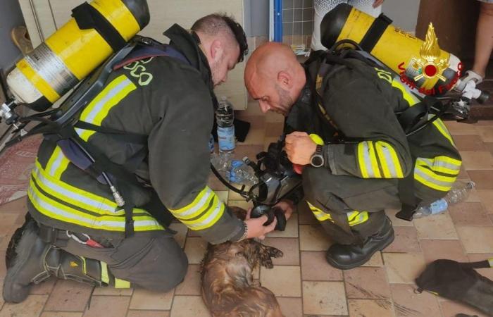 Hund von Feuerwehrleuten gerettet. VIDEO Reggioline -Telereggio – Aktuelle Nachrichten Reggio Emilia |