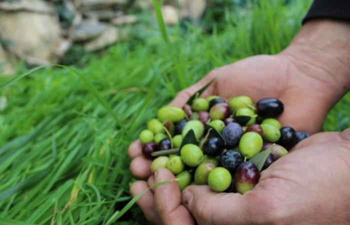 Schluss mit der Produktion von Öl mit zu viel Stickstoff im Olivenbaum