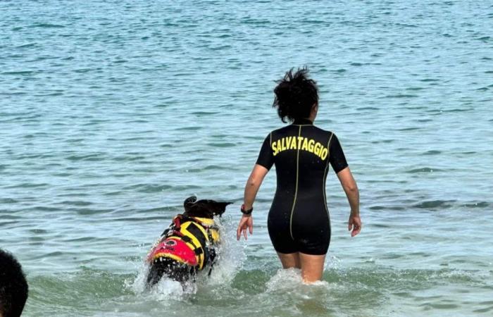 Crotone: Rettungshunde an den Stadtstränden