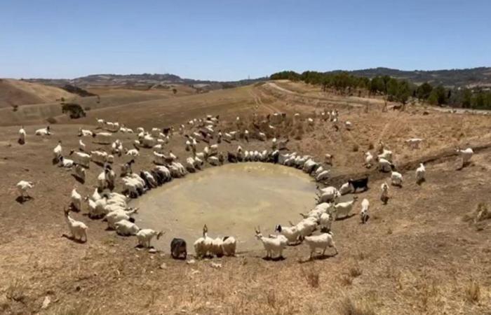 „Die Ziegen müssen Schlamm trinken, sie verdursten wegen der Dürre in Sizilien“
