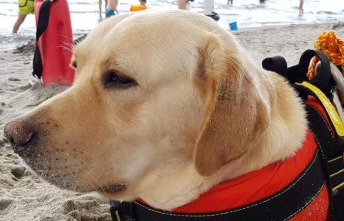 Crotone: Rettungshunde an den Stadtstränden