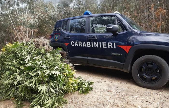 Anbau von über 500 Marihuanapflanzen, die von der Polizei in Crotone entdeckt und zerstört wurden