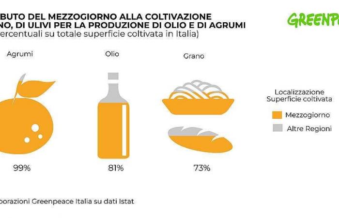 Ungewisse Zukunft für Zitrusfrüchte, Olivenöl und italienischen Hartweizen