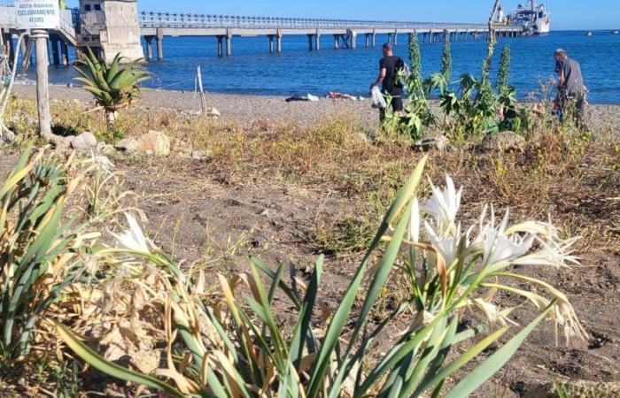 Campi Flegrei, die Seerose kehrt an den Strand von Arco Felice zurück
