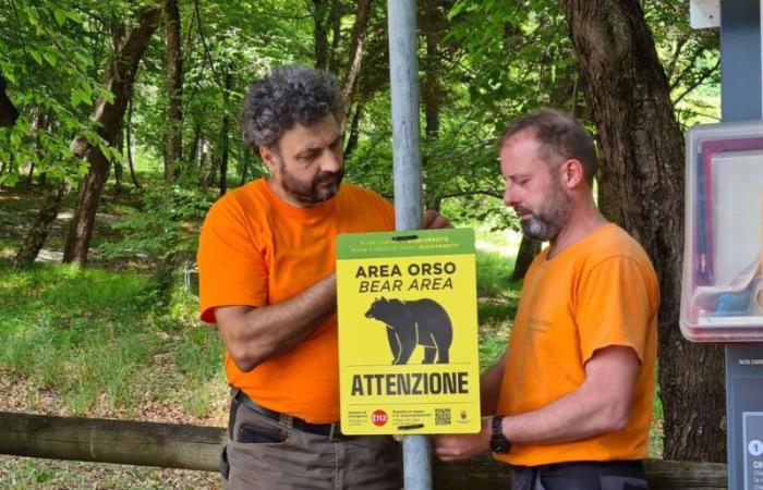 Bär, fünftausend Hinweisschilder in den Wäldern des Trentino