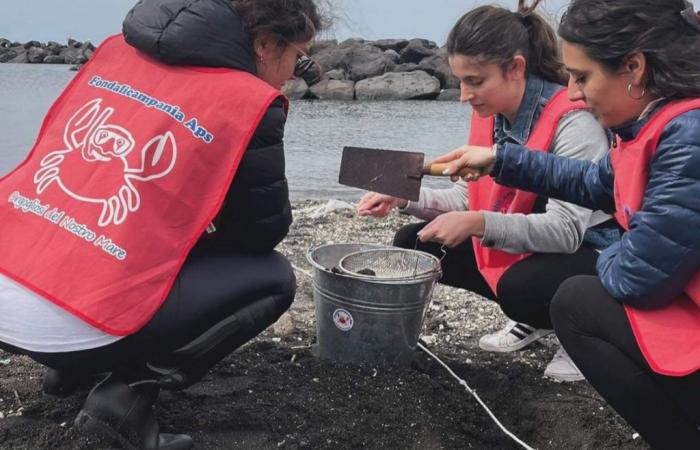 Der Traum von Fondali Campania: den Golf von Neapel von Mikroplastik befreien | Neapel im Wandel