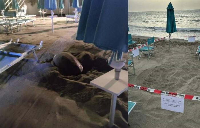 Laigueglia, eine Caretta-Caretta-Schildkröte, legt ihre Eier am Strand ab: „Es ist der erste Fall in Ligurien“