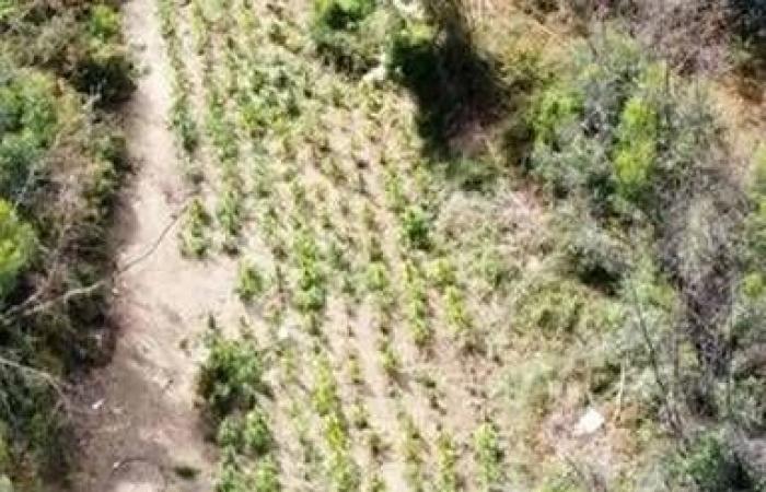 Maxi-Drogenplantage in Kalabrien entdeckt. Das ist wo