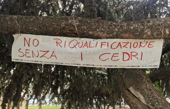 Cuneo, die Bäume auf der Piazza Europa im Mittelpunkt der nächsten Ratsdemonstration am Freitag
