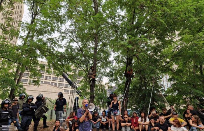 Zusammenstöße in Bologna bei Protesten zur Rettung von Bäumen: Aktivisten werden von der Polizei gezerrt