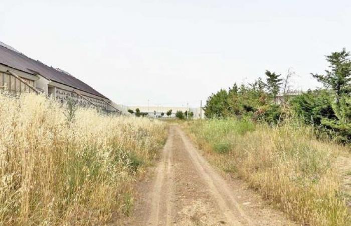 Neuer Friedhof… zwischen Mücken, Insekten und hohem Gras