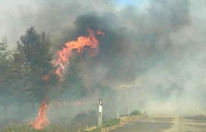 Brände: 19 Interventionen auf Sardinien Alarm in Macomer und Guasila | Nachricht