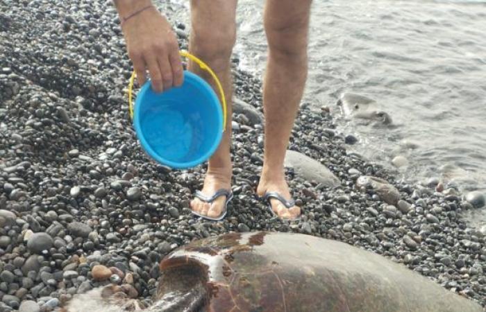 Salina, erstes Treffen für Freiwillige, die an der Schildkrötenüberwachung teilnehmen möchten. Und gestern Nachmittag in Acquacalda gestrandet und dann ans Meer zurückgekehrt… VIDEO