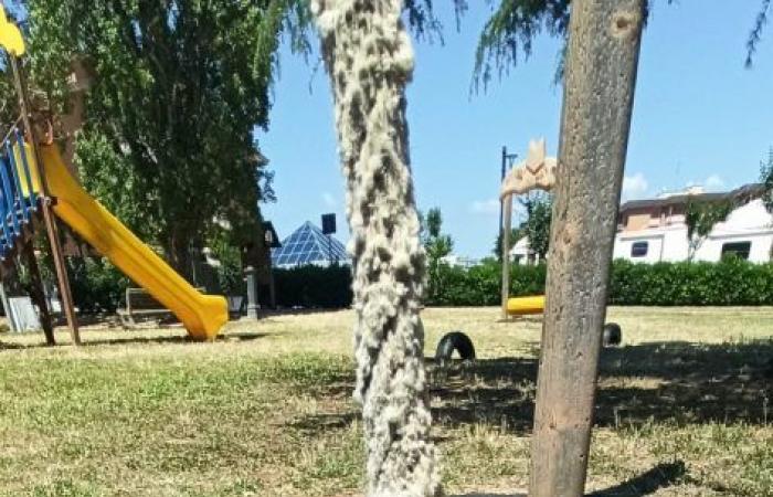 Aprilia – Nach der „Manaresi“ droht auch dem Kefalonia War Memorial Park die Schließung: „ASL hat eine Inspektion beantragt“ – Radio Studio 93