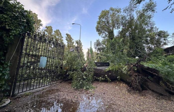 Mailand, Sturm trifft die Stadt: In 10 Minuten heftiger Regen und umgestürzte Bäume. Der Gemeinderat: «Alarmorange bis Mitternacht» – Die Videos