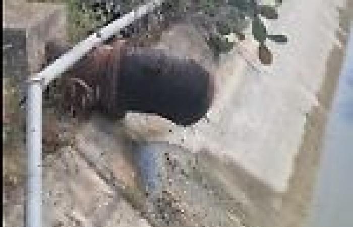 Dürre in Apulien, „damit wir sie bekämpfen können“