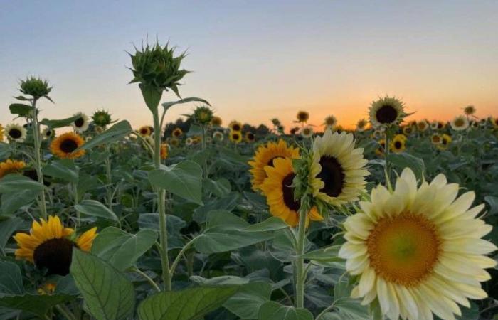 Foggia: Sonnenblumen- und Lavendelfelder, Eröffnung nächste Woche