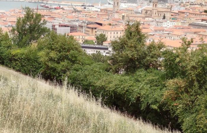 Ancona, der Albtraum des hohen Grases von Poggio al Pincio. Aber die Gemeinde versichert: „Grün, die Interventionen sind im Gange“ – Nachrichten Ancona-Osimo – CentroPagina