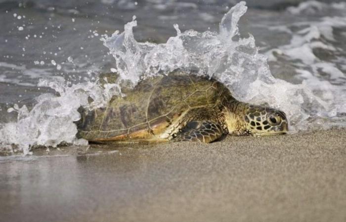 Die Sonne kehrt ins Meer zurück, die Schildkröte verlässt Marina di Grosseto