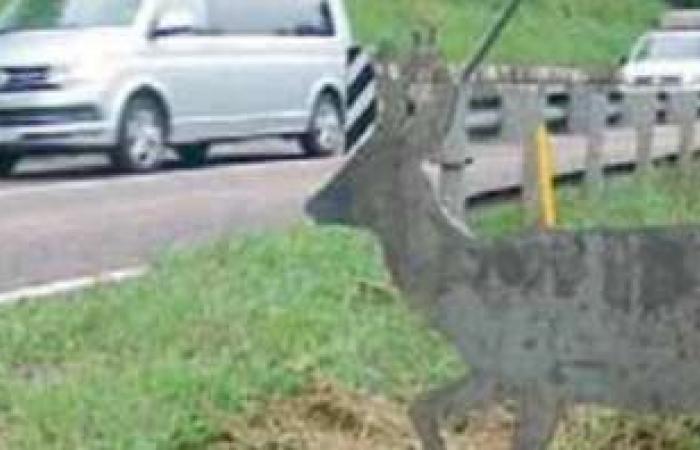 Wilde Tiere werden beim Überqueren der Straße angefahren: Hier sind die Wärmebildkameras, um Unfälle zu verhindern – Valle dei Laghi