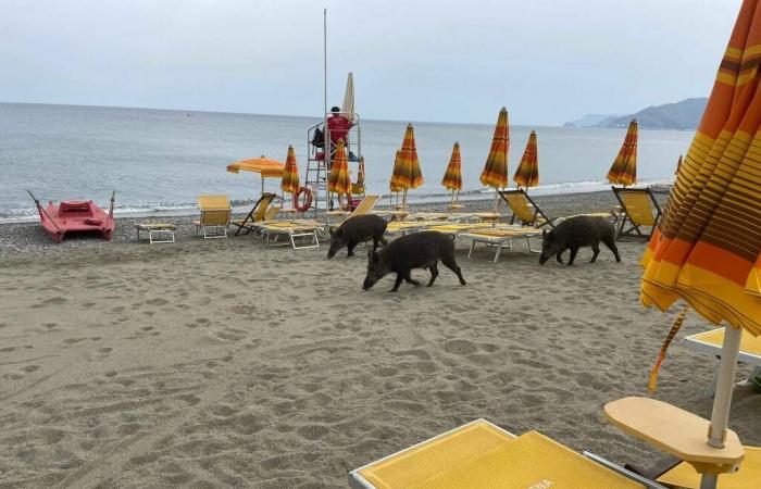 Reportage über die von Wildschweinen angegriffenen Strände von Savona: Hier sind die Geschichten der Schwimmer