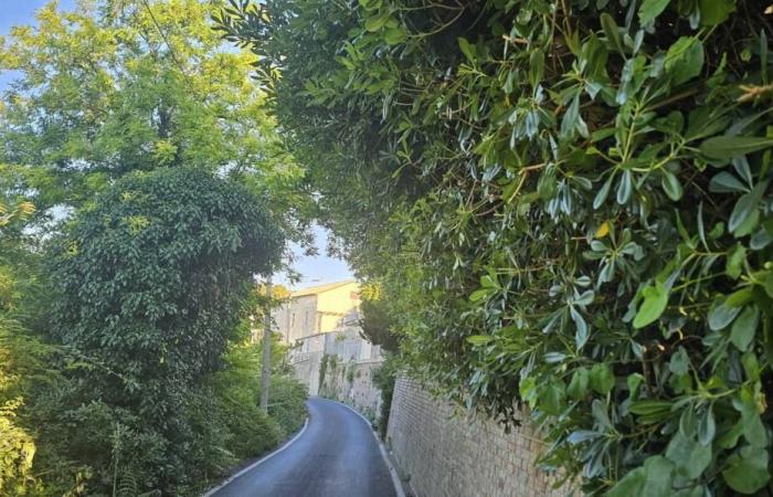 Ancona, der Albtraum des hohen Grases von Poggio al Pincio. Aber die Gemeinde versichert: „Grün, die Interventionen sind im Gange“ – Nachrichten Ancona-Osimo – CentroPagina