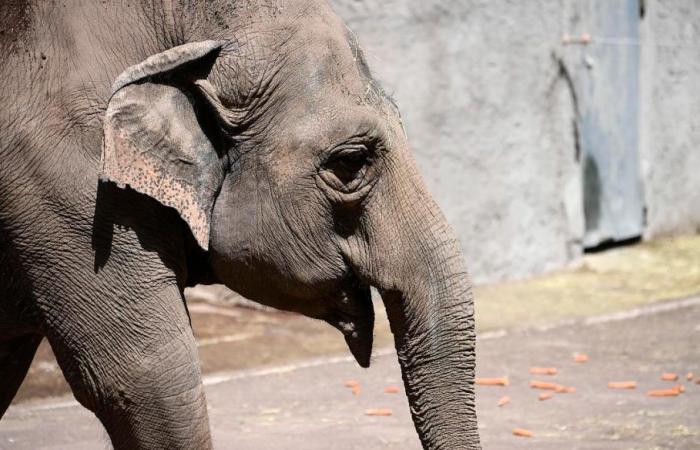 Elefant trampelt in Sambia auf 64-jährigen amerikanischen Touristen herum, der an den Folgen des Unfalls stirbt