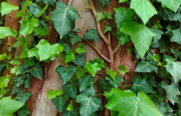 Die Top 5 der immergrünen Kletterpflanzen für Pergolen und Zäune