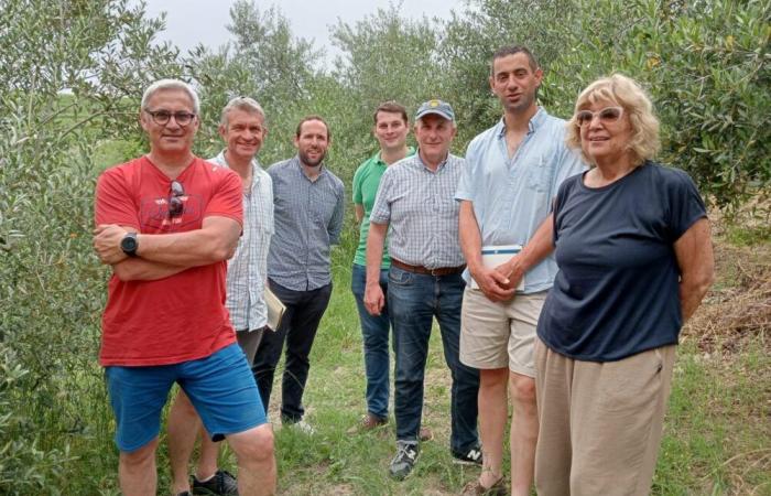 Von der Champagne bis zur Olivola mit Cia Alessandria, 6 französischen Bauern inmitten der Oliviera-Olivenhaine