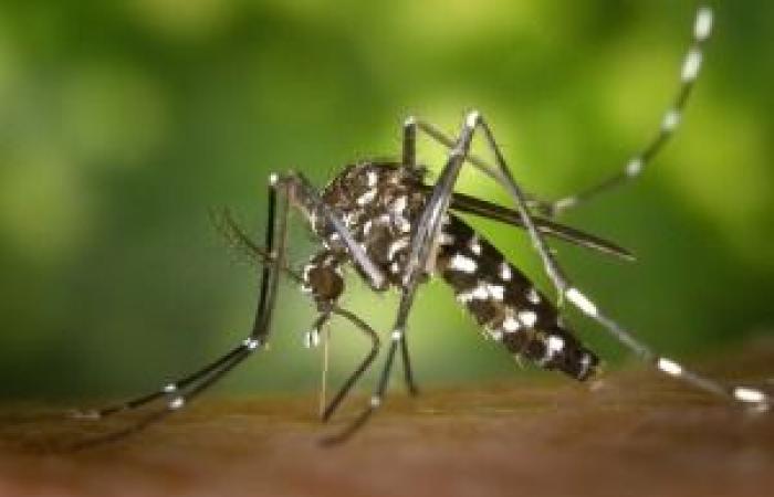 Durch Mücken übertragene Virusinfektionen: Pisa an der Spitze eines nationalen Projekts