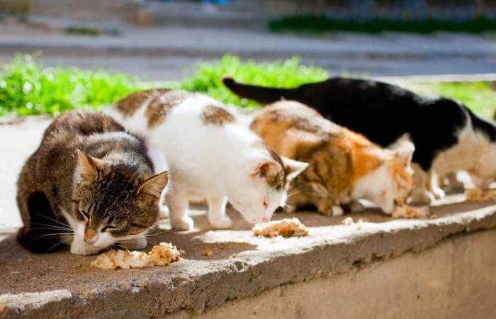 Messina ist keine Stadt für Hunde und Katzen: Die Finanzierung des städtischen Tierheims wurde gestrichen. In sechs Jahren hat Stadtrat Minutoli zu wenig für Tiere.