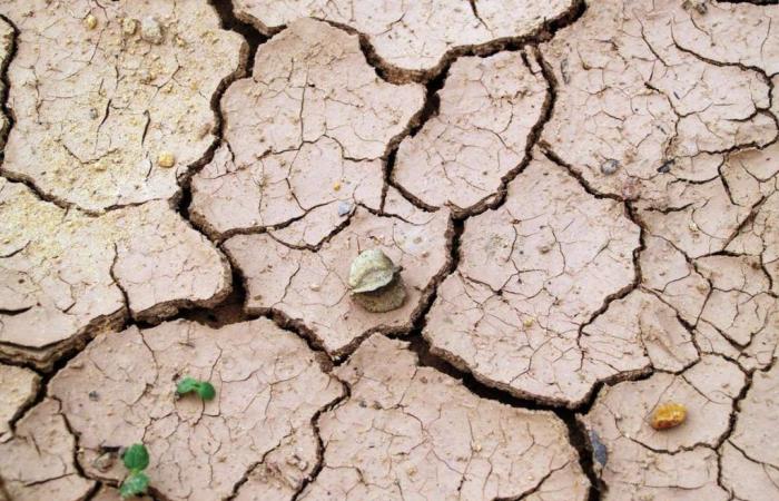 Dürre, Sizilien: Agrarnotstand. Fedagripesca: 50 % verloren