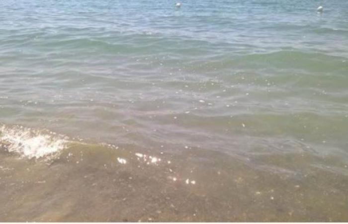Schmutziges Meer in Salerno, Cammarota: Dummheit, Vorschläge nicht umsetzen zu wollen