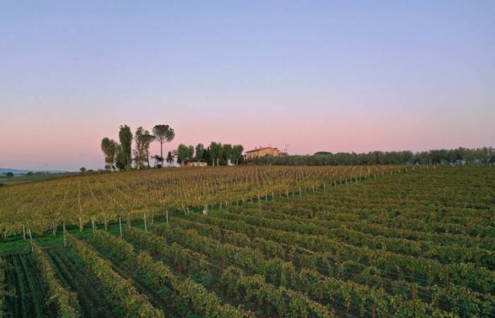 Velletri, das Weingut Colle di Maggio, ist eine Exzellenz in der Welt des Weins: 3 von James Suckling ausgezeichnete Weine