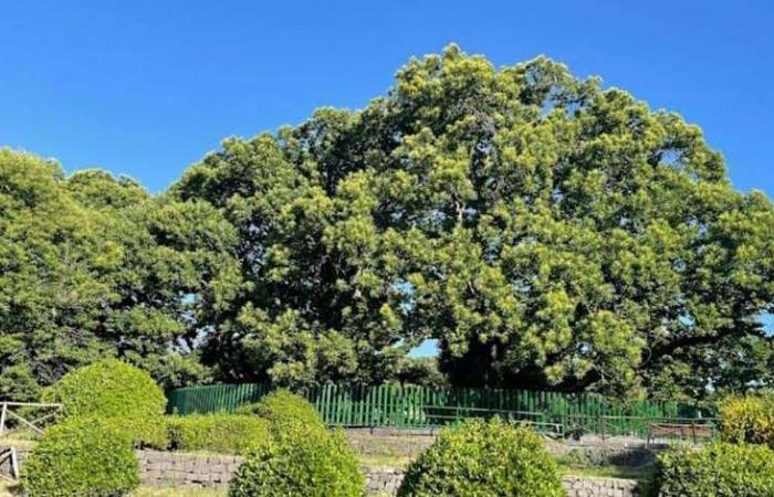Städtepartnerschaft Sizilien-Trentino: Für die Vigiliane spendet die Gemeinde Sant’Alfio einen Teil des tausendjährigen Kastanienbaums, der zum UNESCO-Weltkulturerbe gehört – Nachrichten