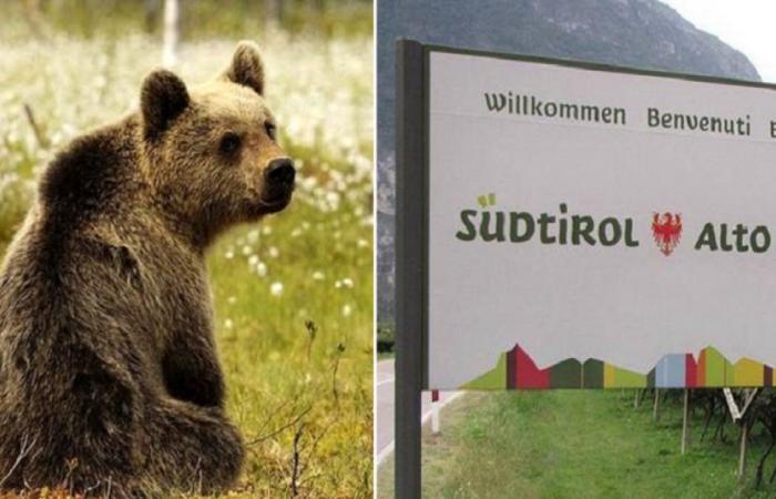 Aber gehen die Bären in Südtirol nicht dorthin, weil sie lesen und verstehen können, oder können sie nicht lesen, aber wenn sie dort sind, lösen sie sich auf?