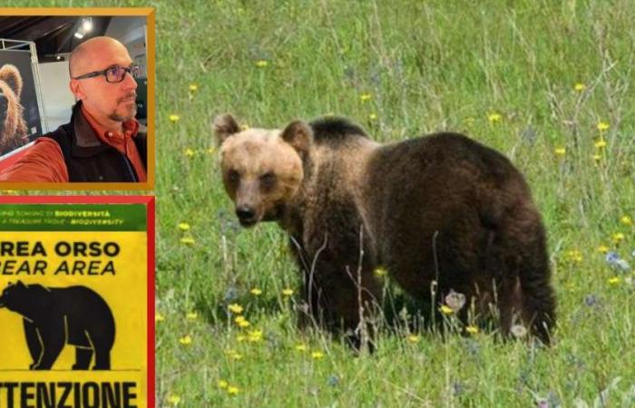 Der Zoologe Zibordi: „Mindestens 54 Bären haben die Grenzen des Trentino verlassen“ – Nachrichten