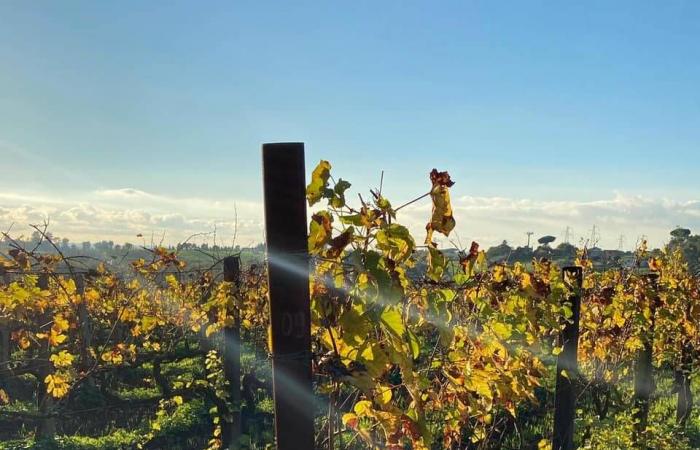 Velletri, das Weingut Colle di Maggio, ist eine Exzellenz in der Welt des Weins: 3 von James Suckling ausgezeichnete Weine