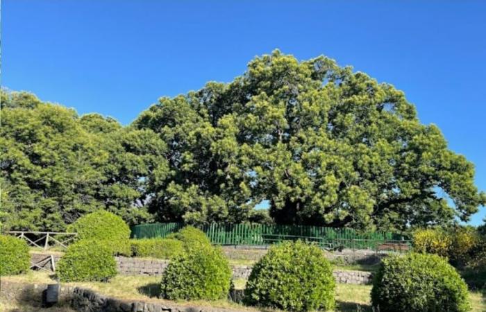 Die Gemeinde Sant’Alfio schenkt Trient den Sohn des tausendjährigen Kastanienbaums der 100 Unesco-Pferde
