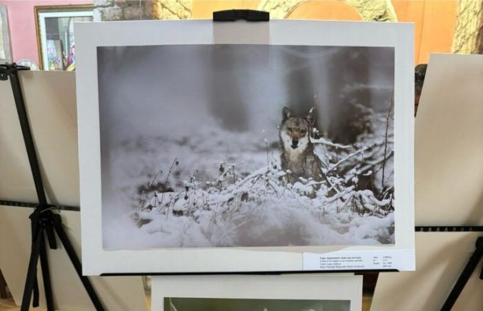 „Wildes Latium“: Walter Fiore feiert in einer Fotoausstellung die unbezwingbare Freiheit der Tierwelt