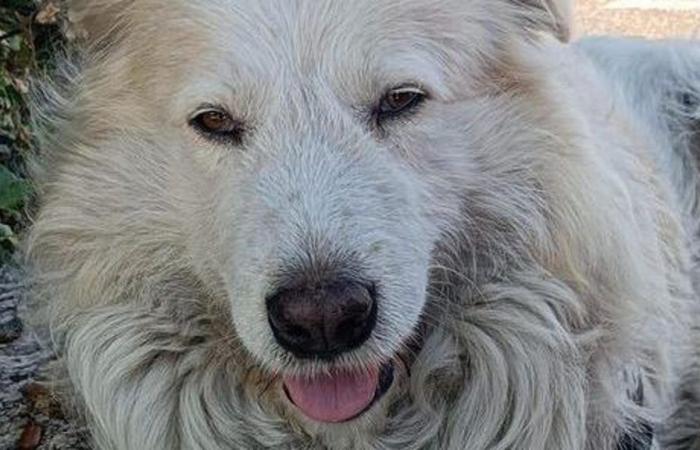 Giorgio, der Hund des Obdachlosen, wurde aus Rache von zwei Kriminellen in Rom getötet
