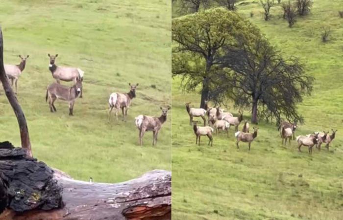 Ein Esel, der vor Jahren von seiner Ranch geflohen war, wurde gefunden und von einer Herde Wapiti willkommen geheißen