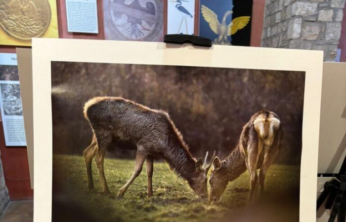 „Wildes Latium“: Walter Fiore feiert in einer Fotoausstellung die unbezwingbare Freiheit der Tierwelt