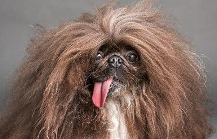 Dieser Pekinese ist „der hässlichste Hund der Welt“: Er hat nach 5 Versuchen gewonnen!