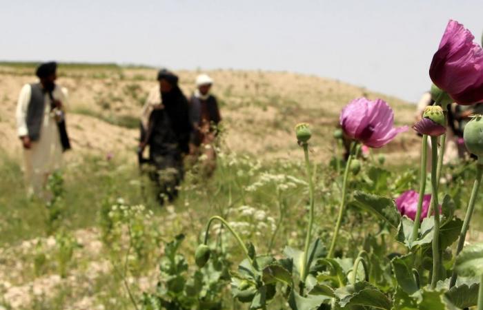 Die Taliban vernichten Opium und Frauen. Und das ist genug, damit die UN verhandeln kann