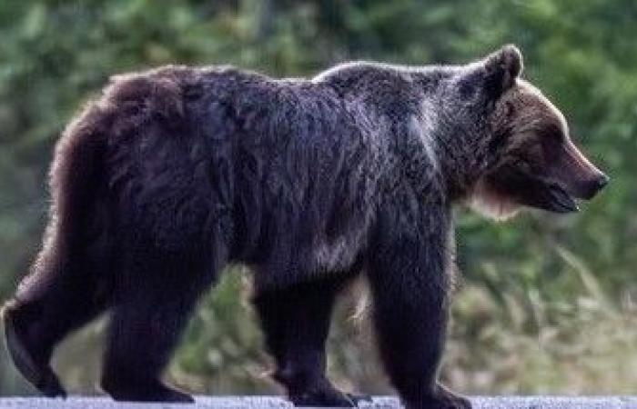 Die Ermittlungen zum Tod des Amarena-Bären wurden eingestellt: Gegen den 57-Jährigen, der den Schuss abgegeben hat, wurde Anklage erhoben