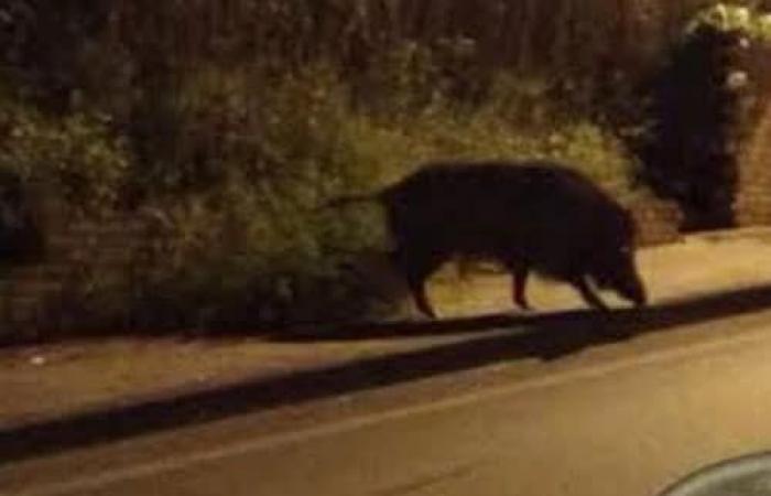 Salerno: Coldiretti, Stopp gegen Wildschweine und unkontrollierte Wildtiere. Bauern bereit zur Mobilisierung