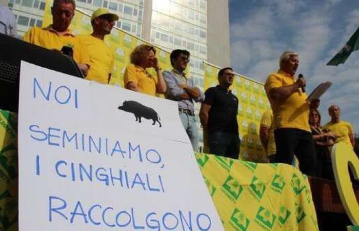 Zu viel Schaden durch Wildschweine, morgen werden auch die Bauern in den Abruzzen – Pescara auf die Straße gehen